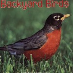 Backyard Birds